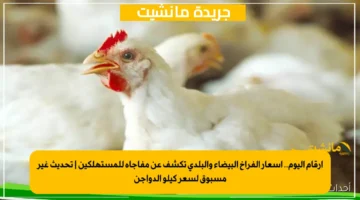 أرقام اليوم.. أسعار الفراخ البيضاء والبلدي تكشف عن مفاجأة للمستهلكين تحديث غير مسبوق لسعر كيلو الدواجن 1